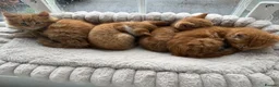Mixed Breed cats for sale: Beautiful Ginger Kittens  - Advert 37