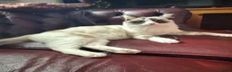 Ragdoll cats for sale: Pure Ragdoll kittens - Advert 5