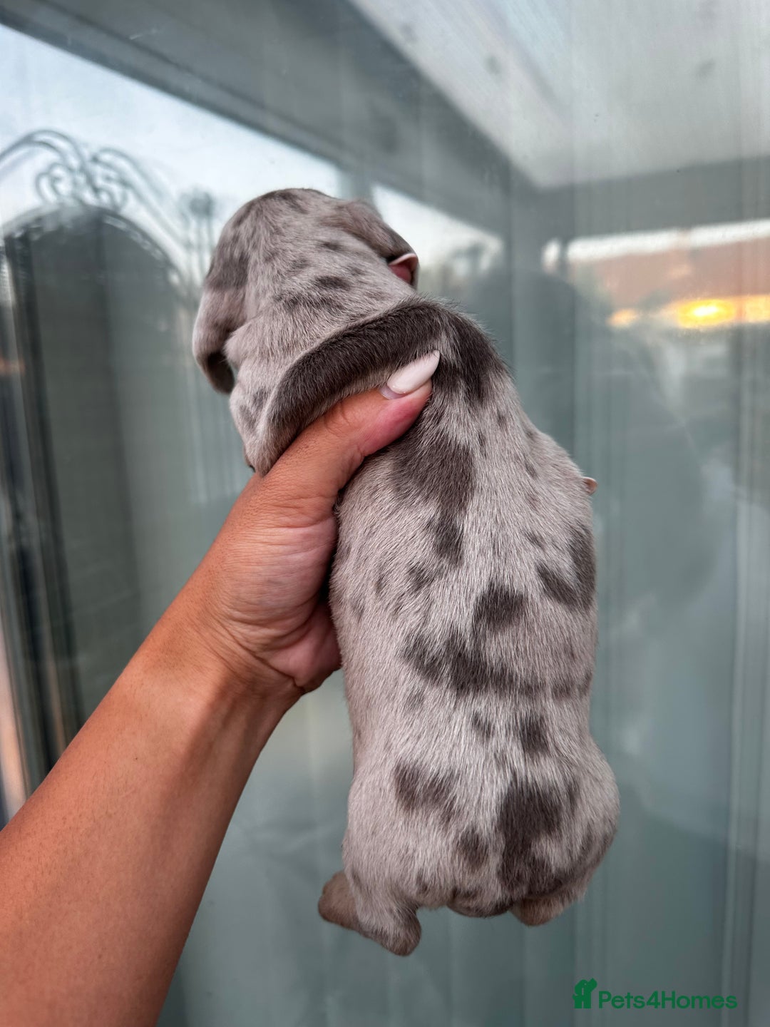 Miniature Dachshund dogs for sale: Isabella and tan dapple miniature dachshunds - Image 14