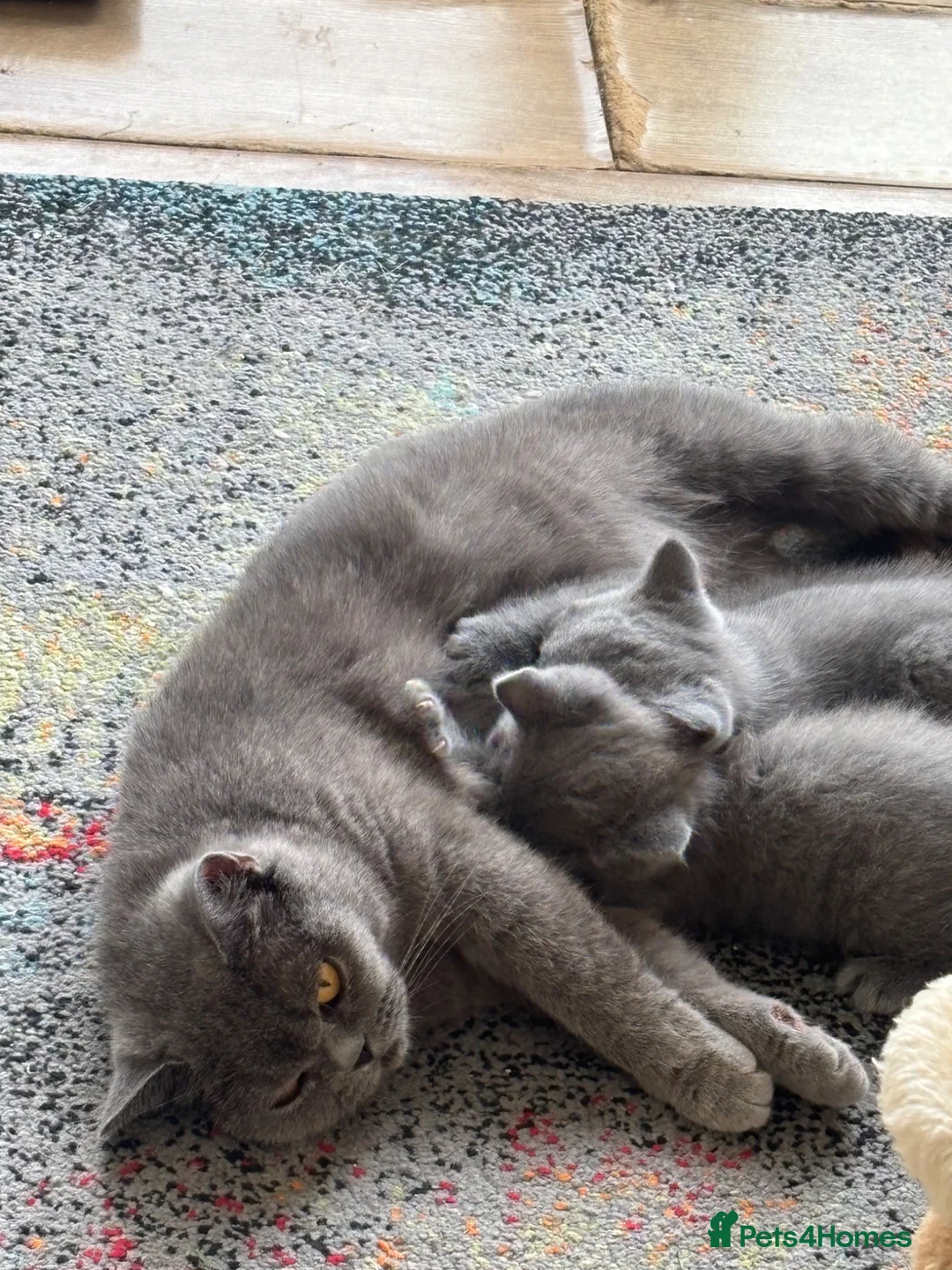 British Shorthair cats for sale: 3 stunning BSH Kittens  - Advert 2