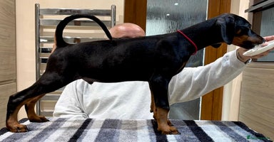 Dobermann dogs - Advert 10