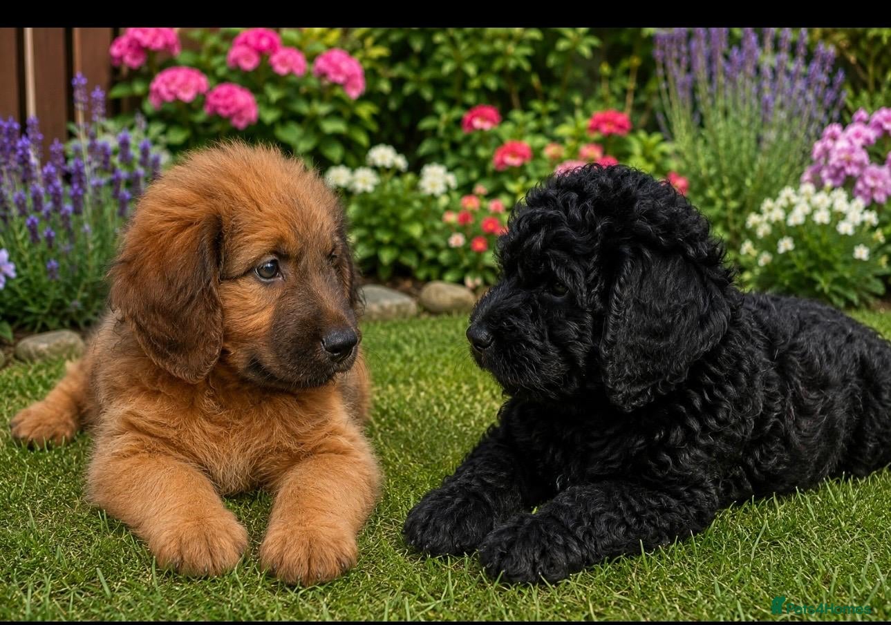 Saint Berdoodle dogs F1B SAINT BERNADOODLE REDUCED 1000 READY TODAY - Advert 1
