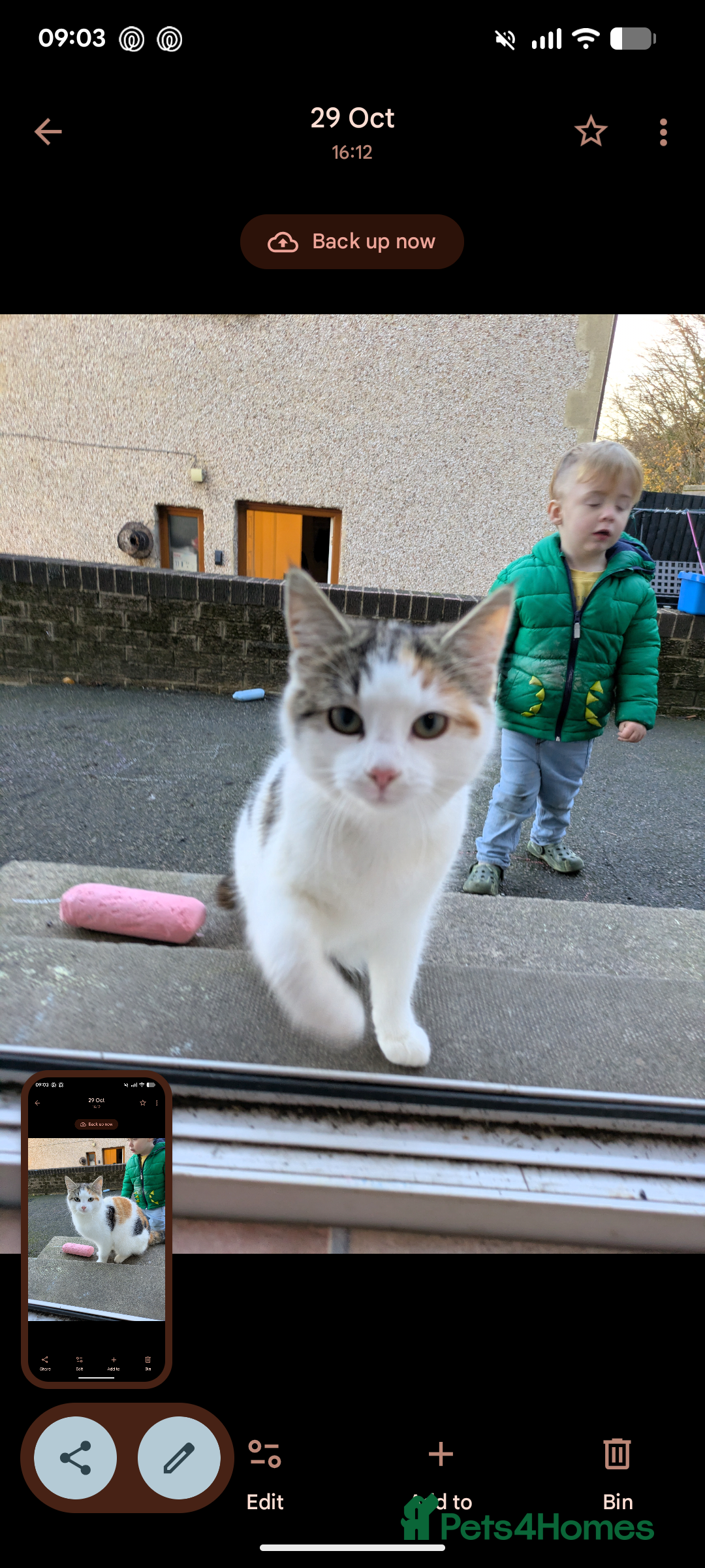 Mixed Breed cats for sale: Loving young cat needs home asap  - Advert 2