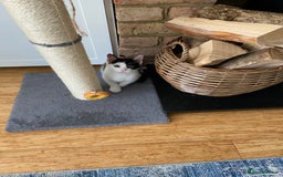 British Shorthair cats for sale: Calico kitten  - Image 3