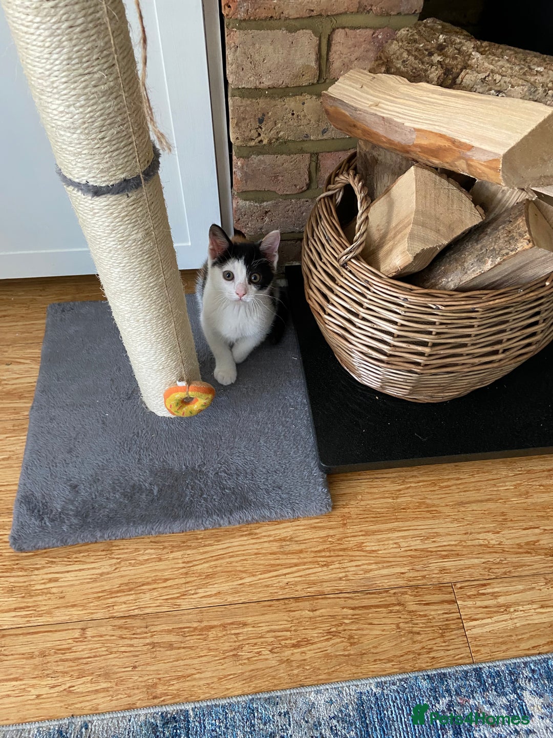 British Shorthair cats for sale: Calico kitten  - Image 3
