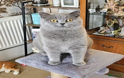 British Shorthair cats for sale: British Blue  - Image 2