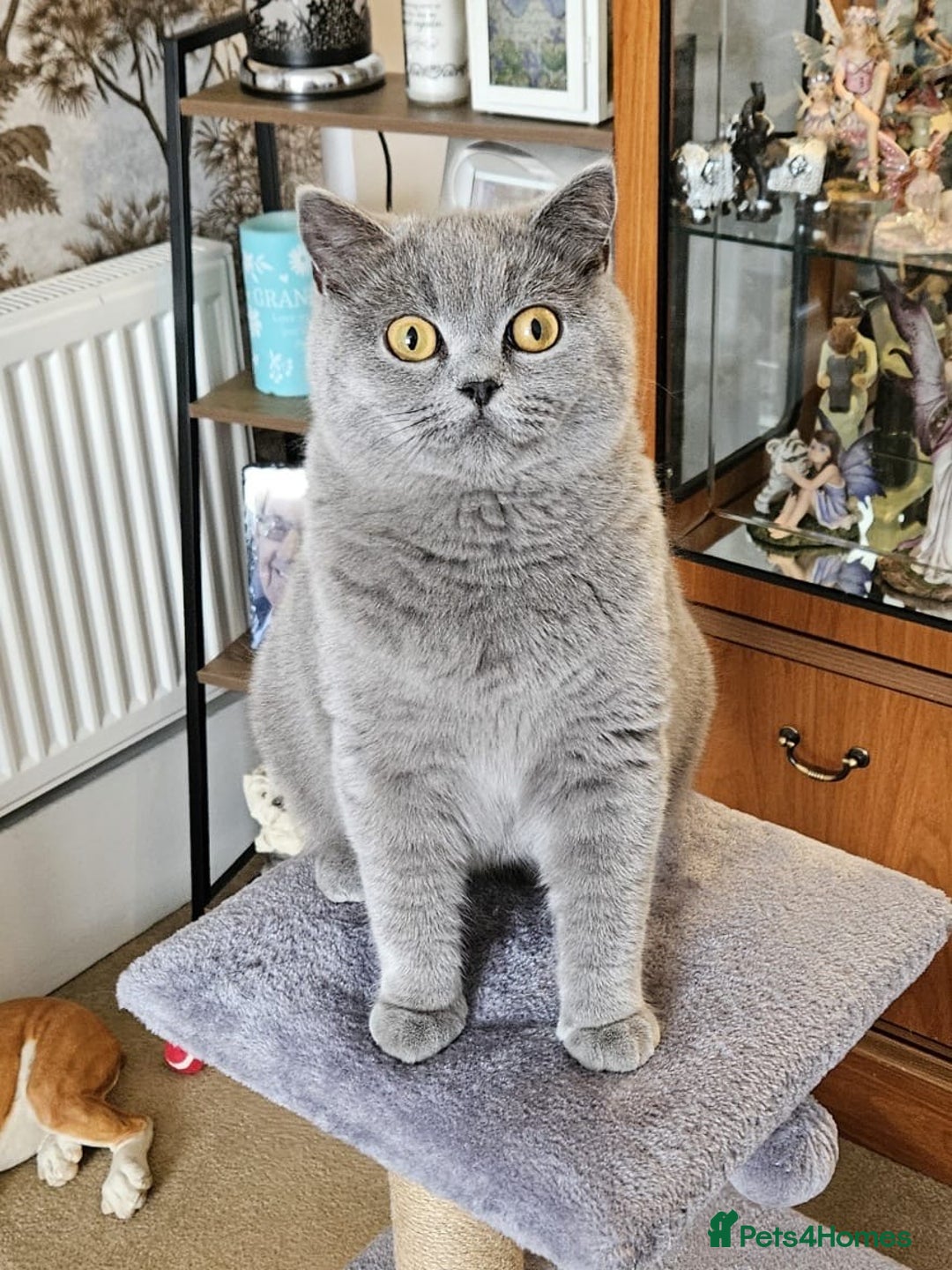 British Shorthair cats for sale: British Blue  - Image 2