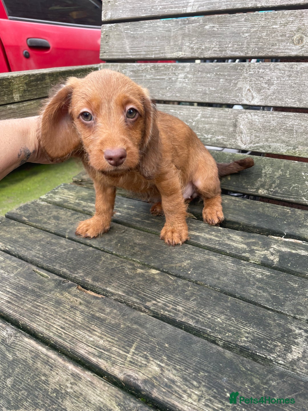 Miniature Dachshund dogs for sale: Long hair miniature female  - Image 7