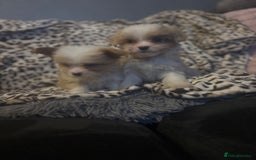 Mixed Breed dogs for sale: Chorkie-apso puppies  - Image 9