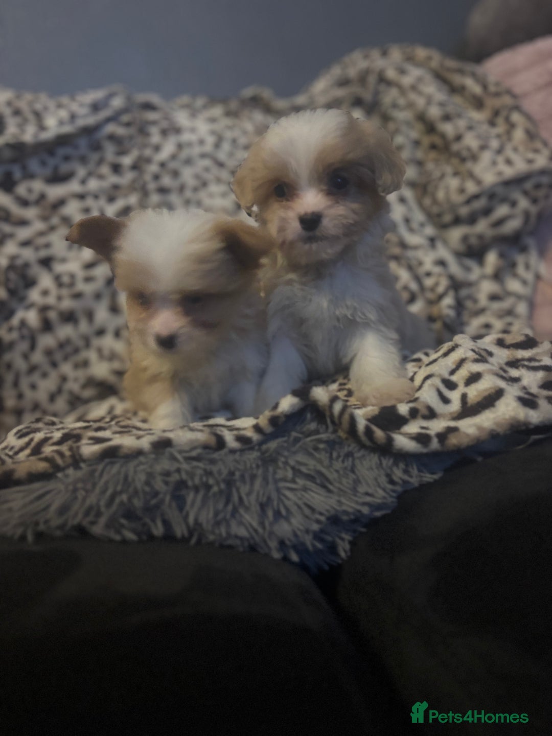 Mixed Breed dogs for sale: Chorkie-apso puppies  - Image 9