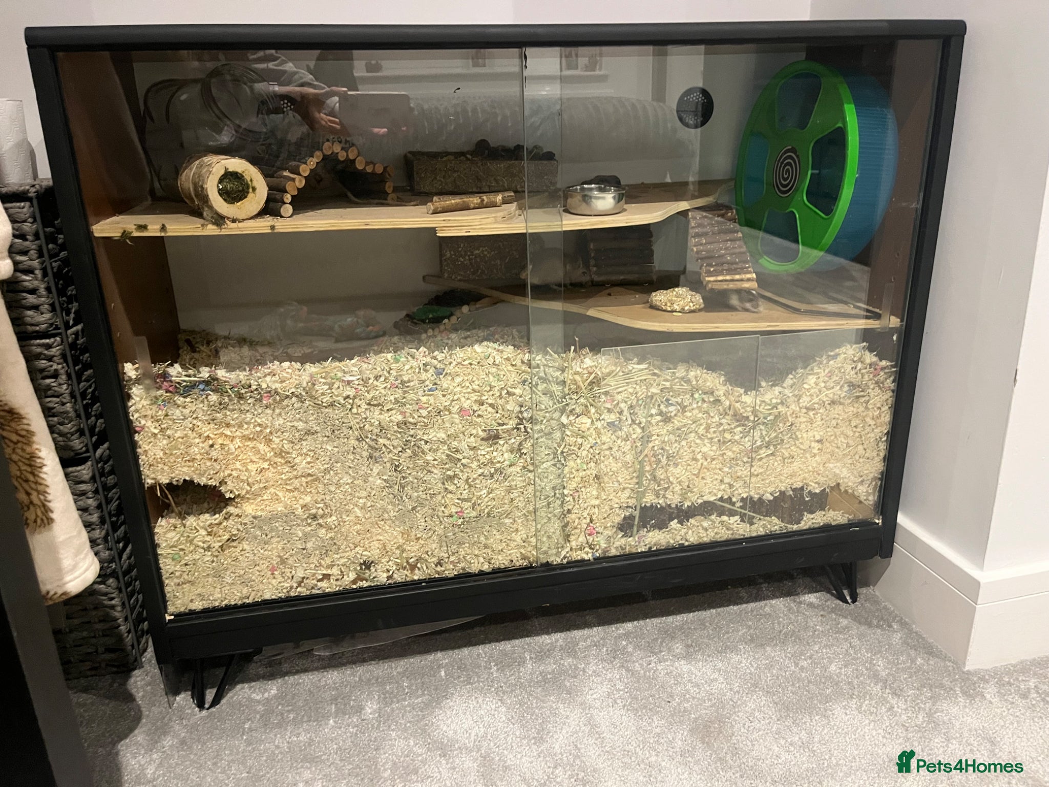 Gerbil rodents 2 Male Gerbils & full setup included  - Advert 1