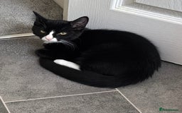 Domestic Shorthair cats for sale: Beautiful tuxedo boy - please read description - Image 1