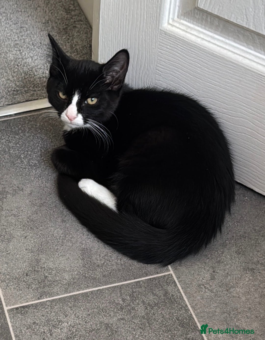 Domestic Shorthair cats for sale: Beautiful tuxedo boy - please read description - Image 1