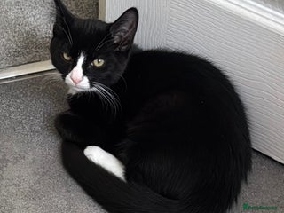 Domestic Shorthair cats - Advert 27