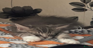 Maine Coon cats - Advert 9