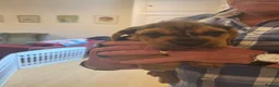 Mixed Breed dogs for sale: Happy Accident!! Bully Basset Puppies  in Norwich - Advert 3
