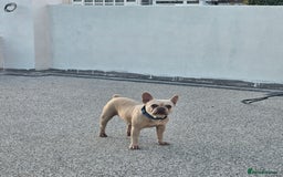French Bulldog dogs for sale: 8 years old lovely French bulldog - Image 4