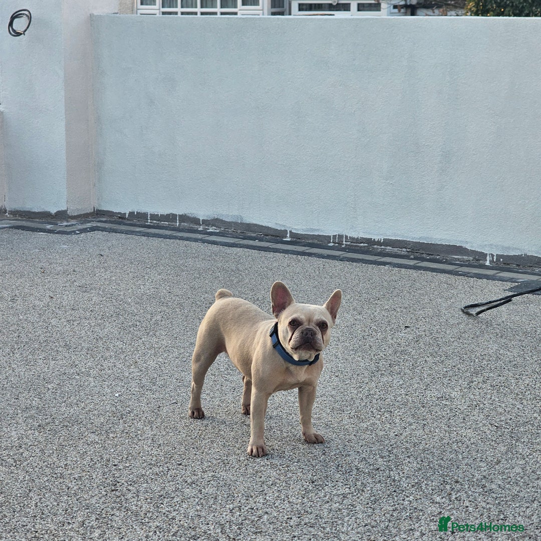 French Bulldog dogs for sale: 8 years old lovely French bulldog - Image 4