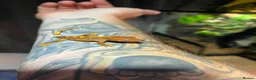 Gecko reptiles for sale: Crested and chahouas geckos - Advert 6