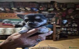 Chihuahua dogs for sale: Chihuahua puppies  - Image 5