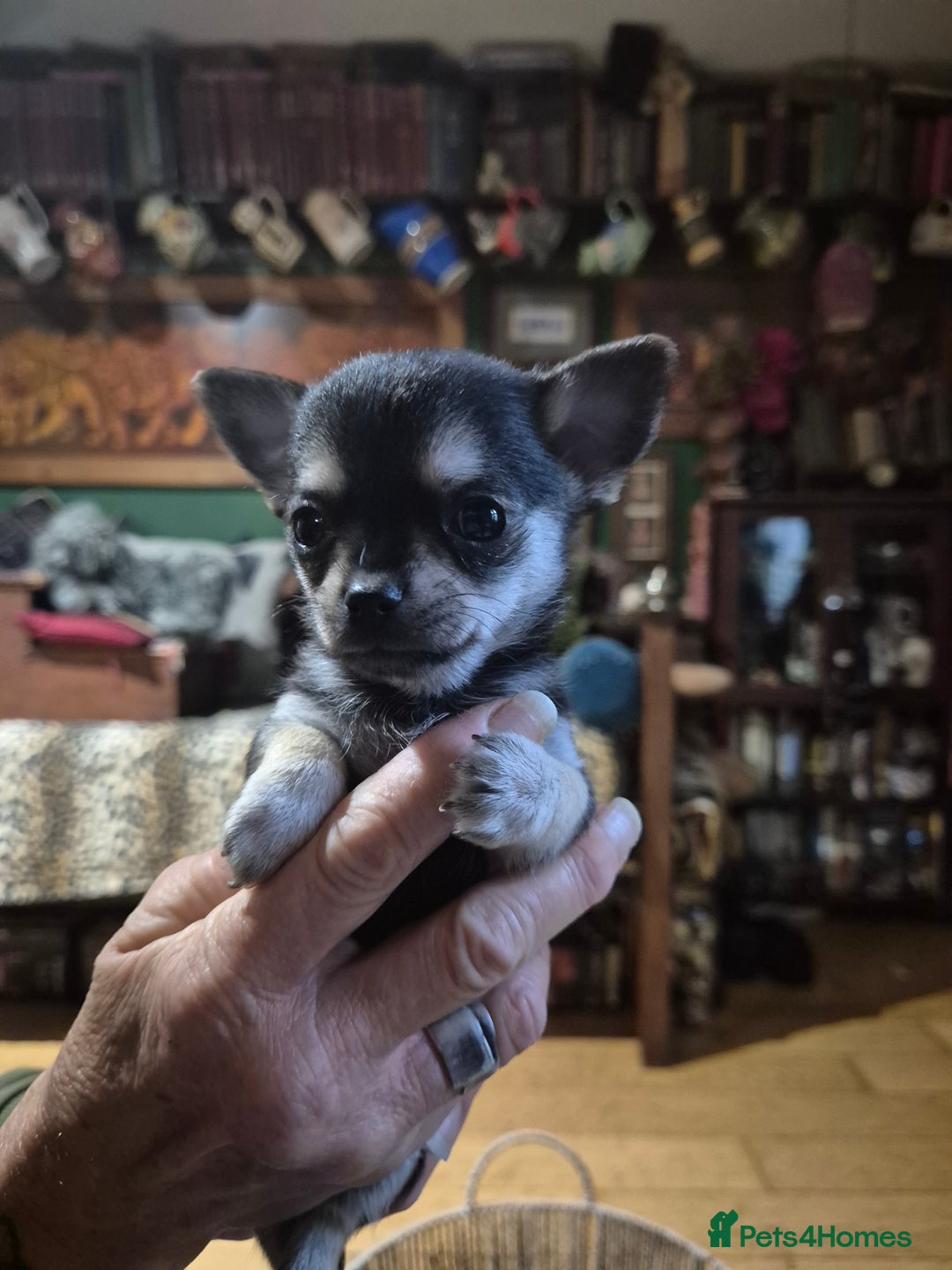 Chihuahua dogs for sale: Chihuahua puppies  - Image 5