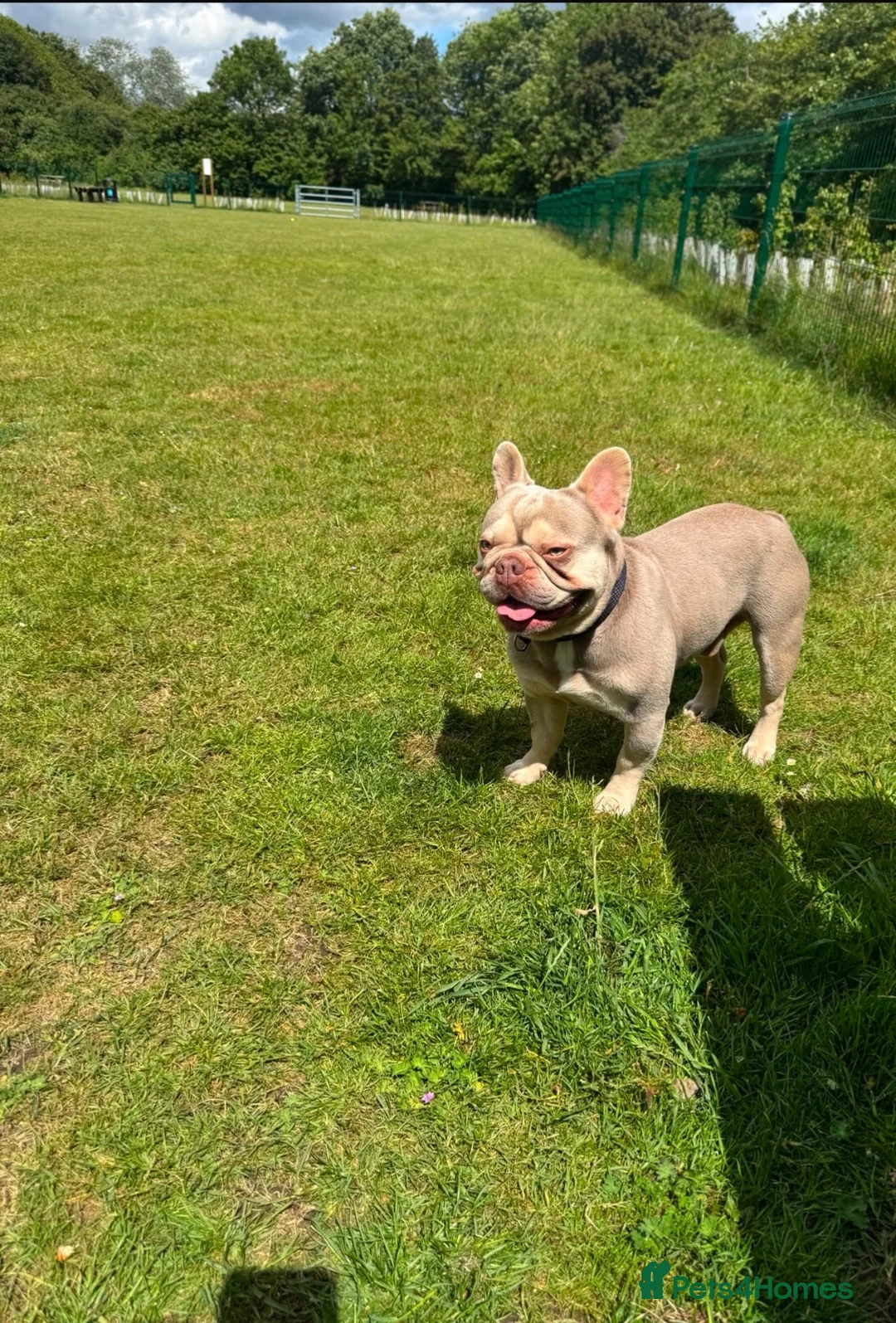 French Bulldog dogs for stud: Stunning Lilac French Bulldog Stud Available - Advert 6