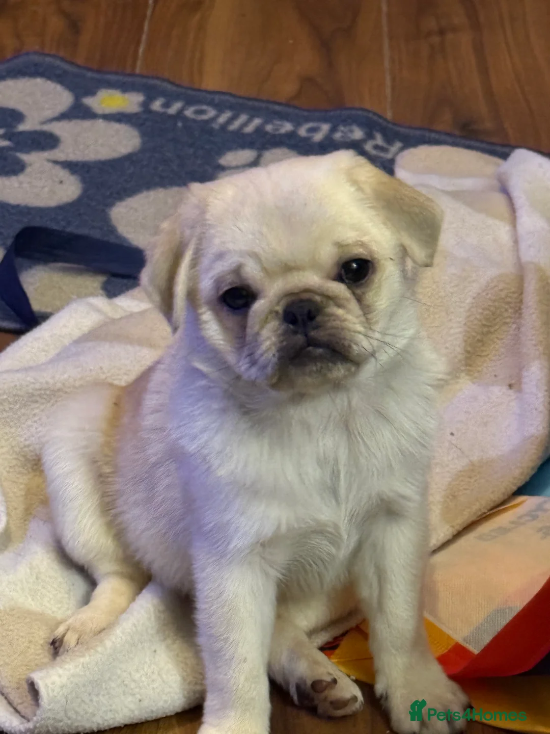 Pug dogs for sale: 3 beautiful pug puppies - Advert 12