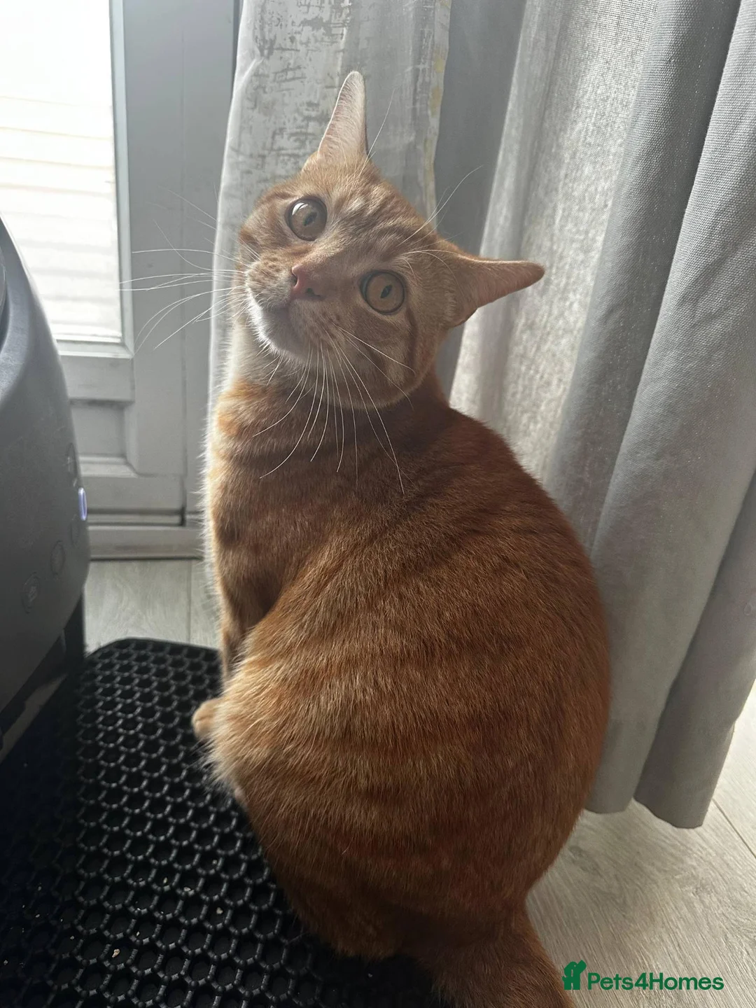 Mixed Breed cats for sale: Bubu – Playful Bengal x British Shorthair Boy - Advert 11