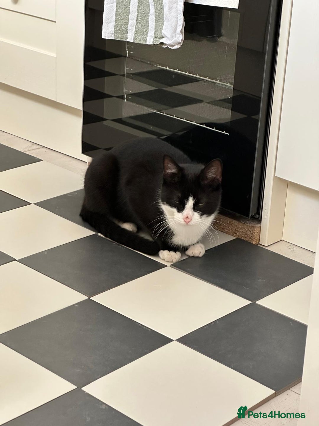 Domestic Shorthair cats for sale: Black & white short hair cat - Advert 4