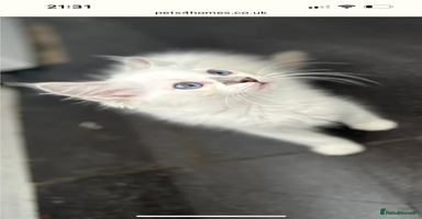 Ragdoll cats - Advert 10