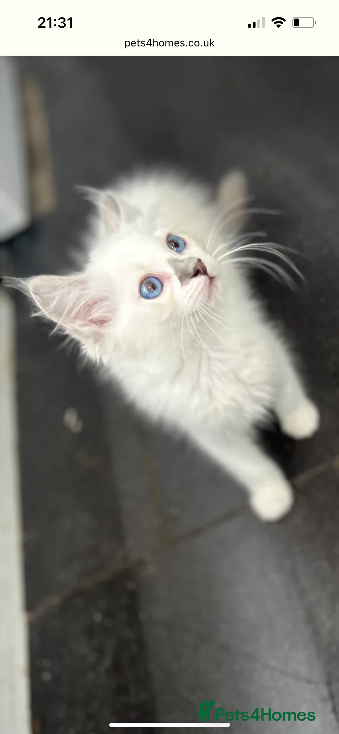 Ragdoll cats for sale: Ragdolls last male lynx  - Image 3