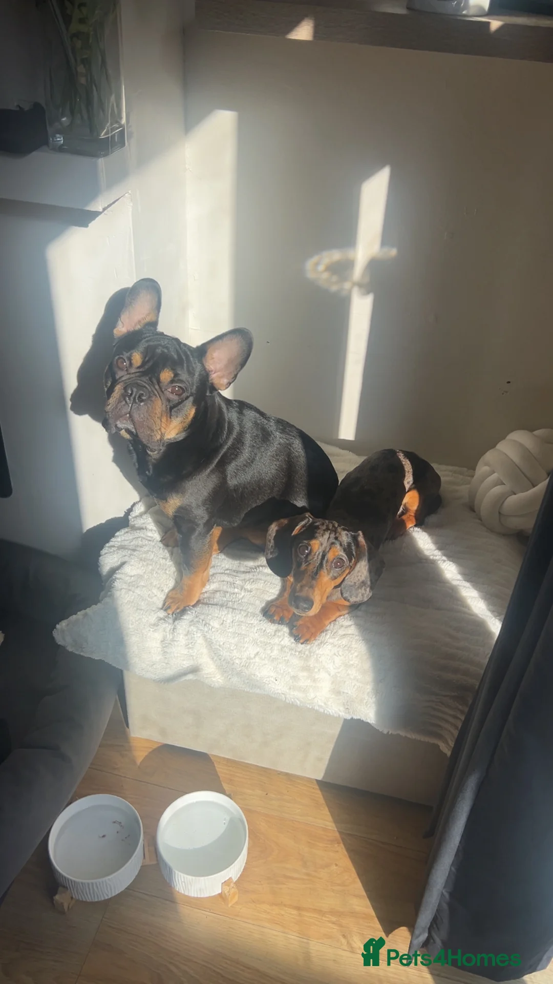 French Bulldog dogs for sale: Black and Tan French Bulldog in Aldershot - Advert 8