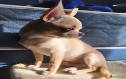 Chihuahua dogs for stud: Gorgeous Male Kc Registered cream chihuahua - Image 2