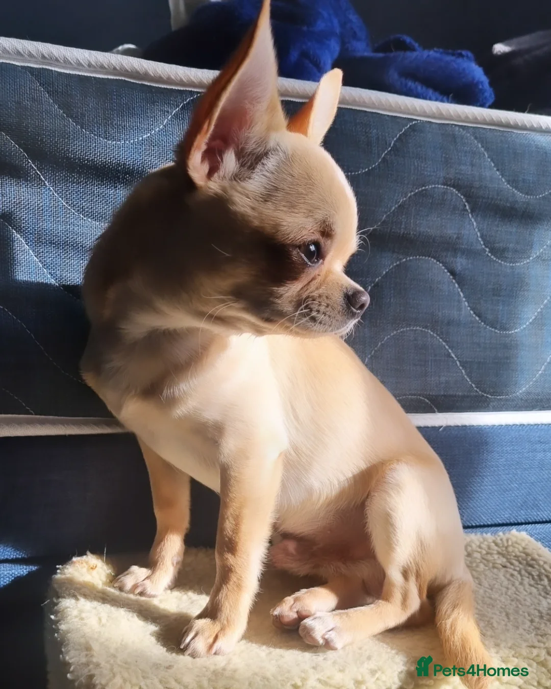 Chihuahua dogs for stud: Gorgeous Male Kc Registered cream chihuahua - Image 2