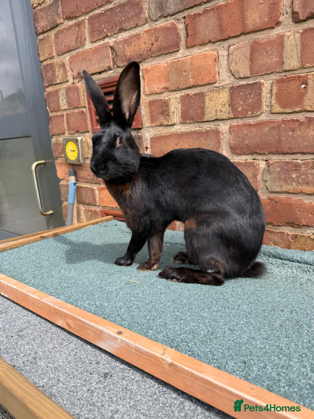 Belgian Hares rabbits for sale: Drago- 1 year old Black Hare  - Advert 6