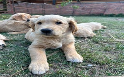 Golden Retriever dogs for sale: 4 KC registered Golden Retriever puppies  - Image 40