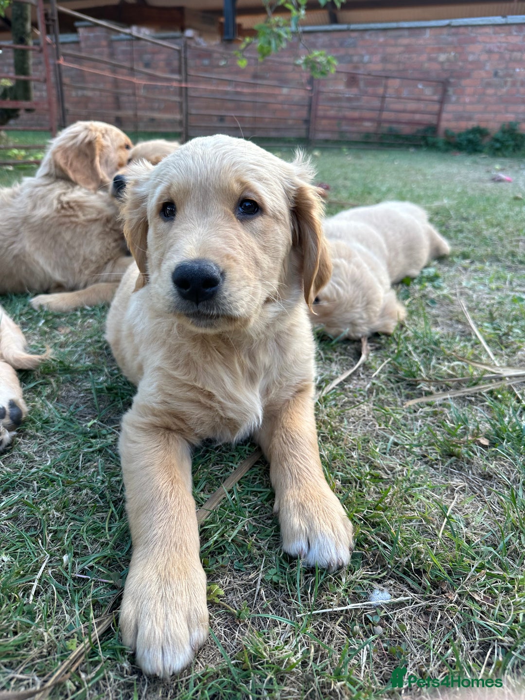 Golden Retriever dogs for sale: 4 KC registered Golden Retriever puppies  - Image 40