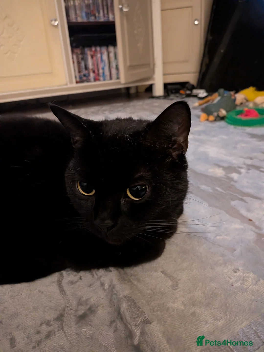 Mixed Breed cats for sale: This is Pinky  - Advert 10