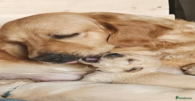 Golden Retriever dogs - Advert 7