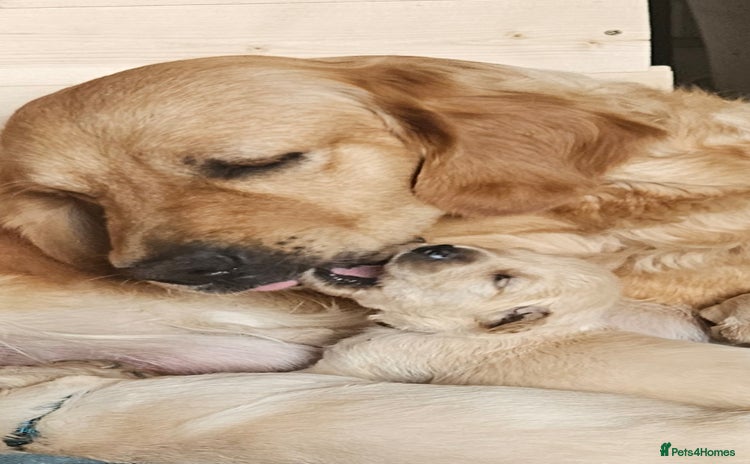 Golden Retriever dogs - Advert 2