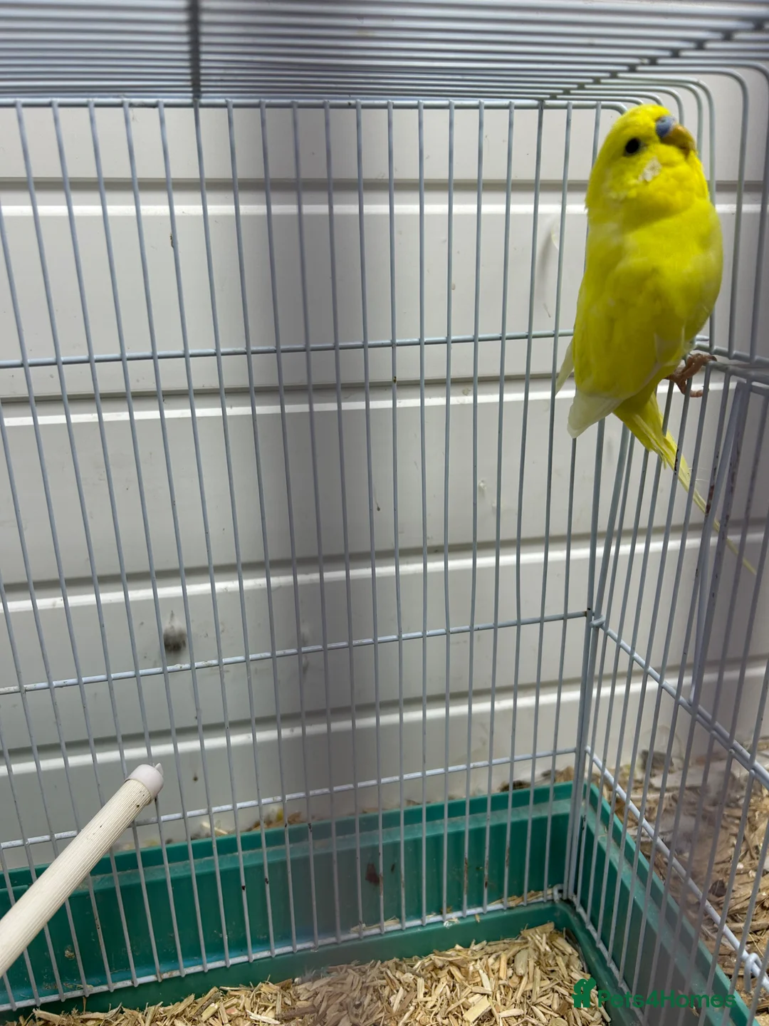 Budgerigars birds for sale: Yellow male budgie in Tipton - Advert 4