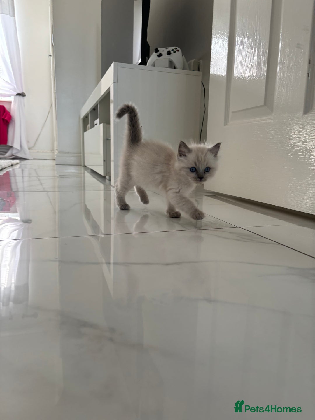 Ragdoll cats for sale: READY TO LEAVE Purebred ragdolls - Image 12