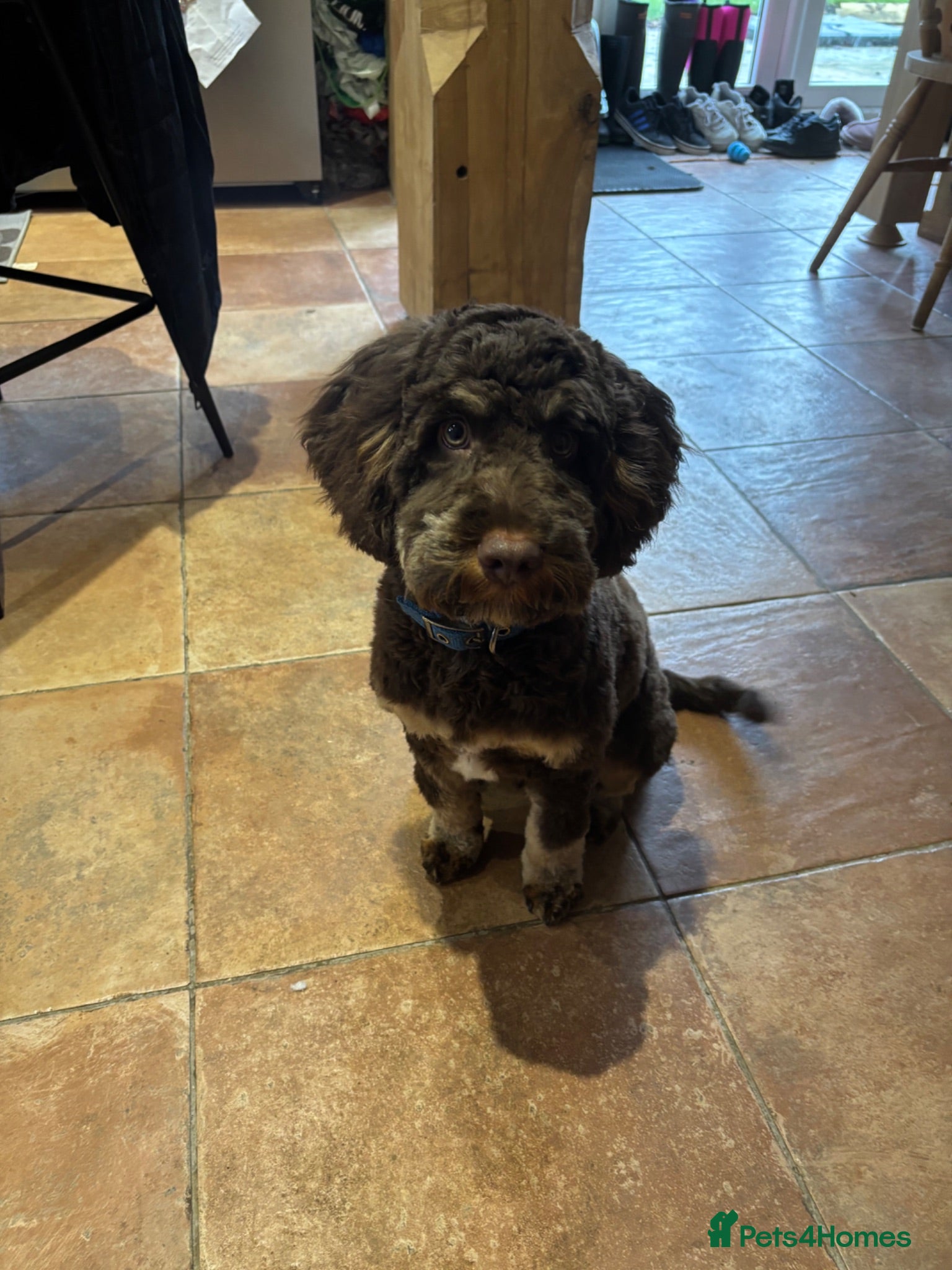 Cockapoo dogs Stunning chocolate tri-coloured cockapoo for stud - Advert 3
