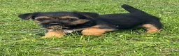 Border Terrier dogs for sale: Boarder terrier x jack Russell - Advert 10