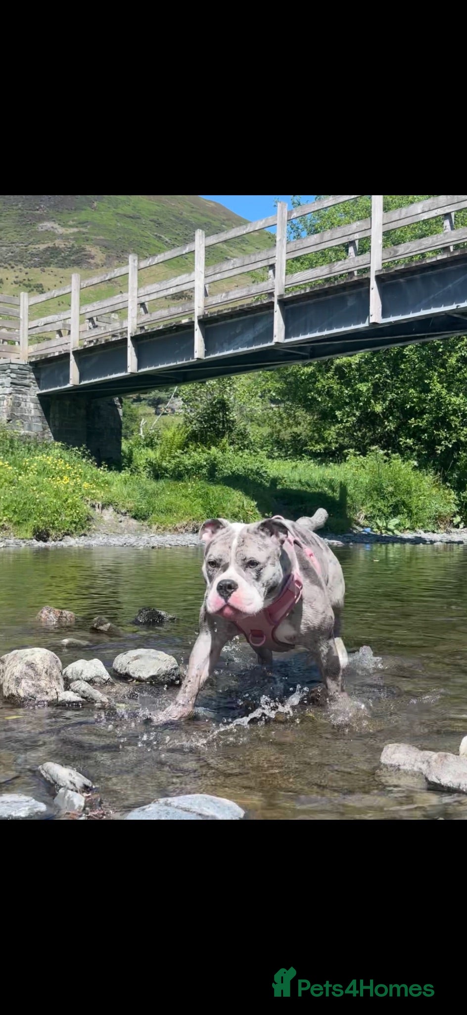 Olde English Bulldogge dogs Olde english bulldoge looking for her forever home - Advert 1