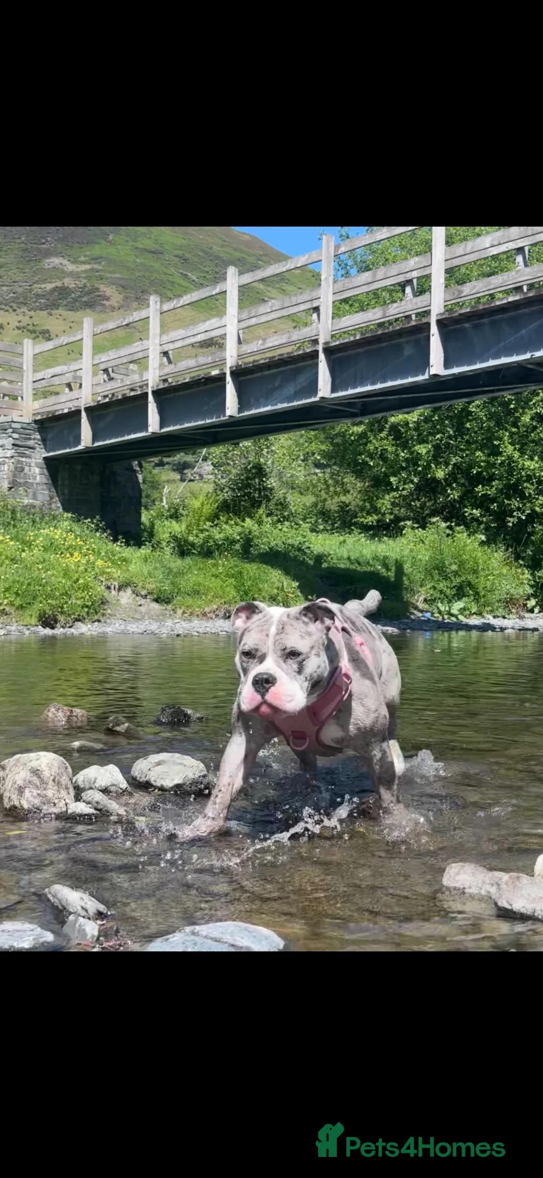 Olde English Bulldogge dogs for adoption: Olde english bulldoge looking for her forever home - Advert 1