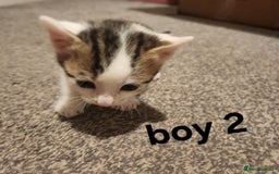 Mixed Breed cats for sale: Mixed bread kittens - Image 6
