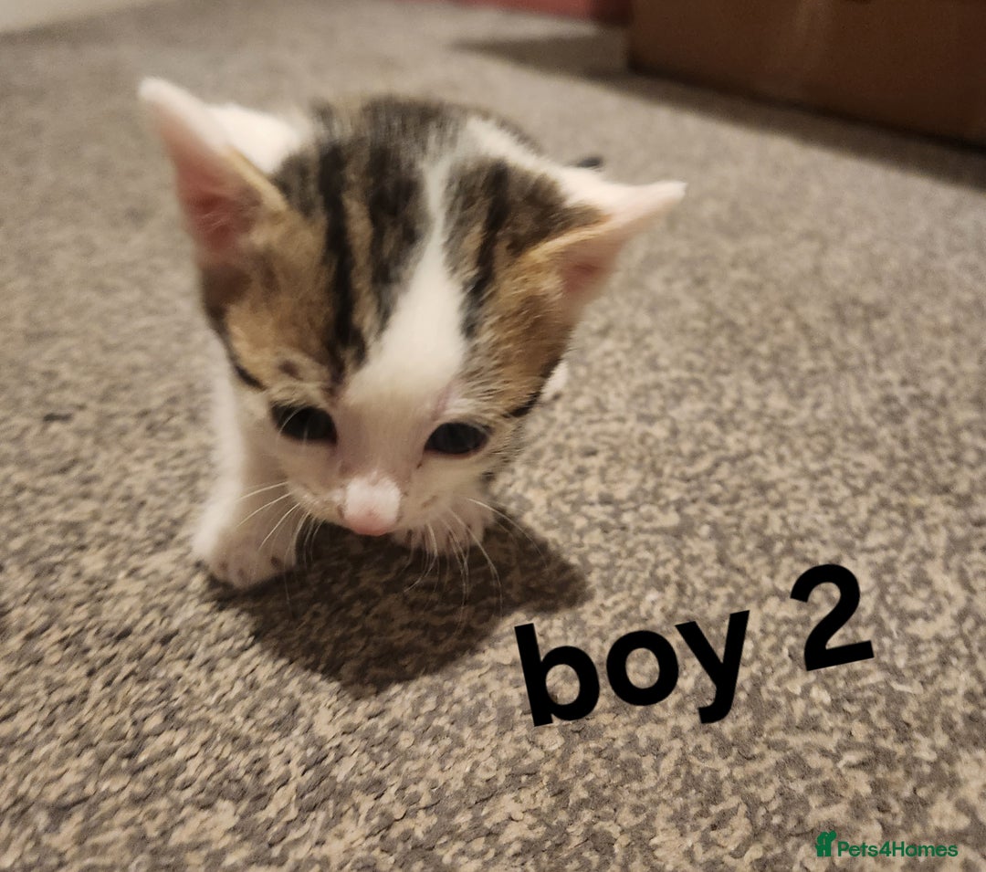 Mixed Breed cats for sale: Mixed bread kittens - Image 6
