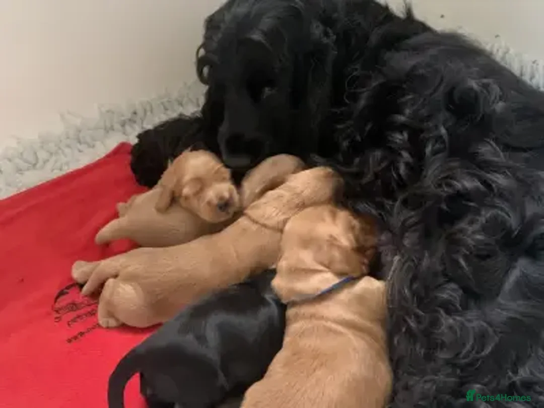 Cockapoo dogs for sale: 6 month female cockapoo puppy  - Advert 2