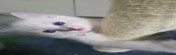 Ragdoll cats for sale: Ragdoll kitten - Advert 4